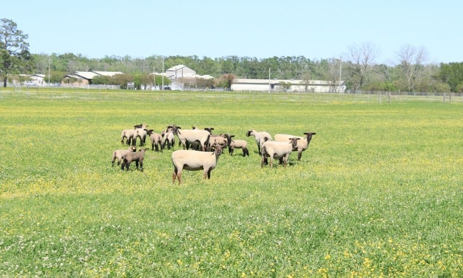 Sheep in field