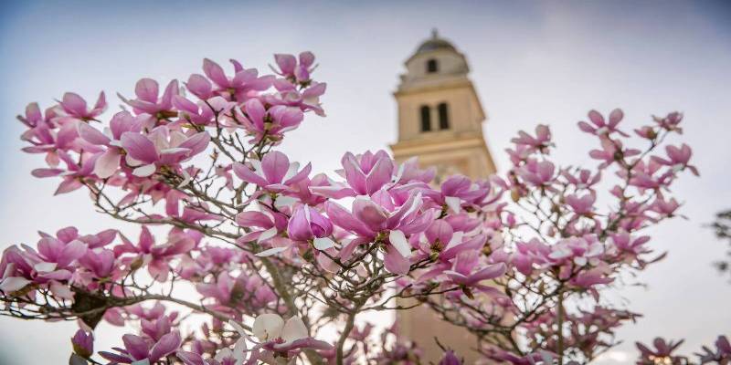 japanese magnolias on campus