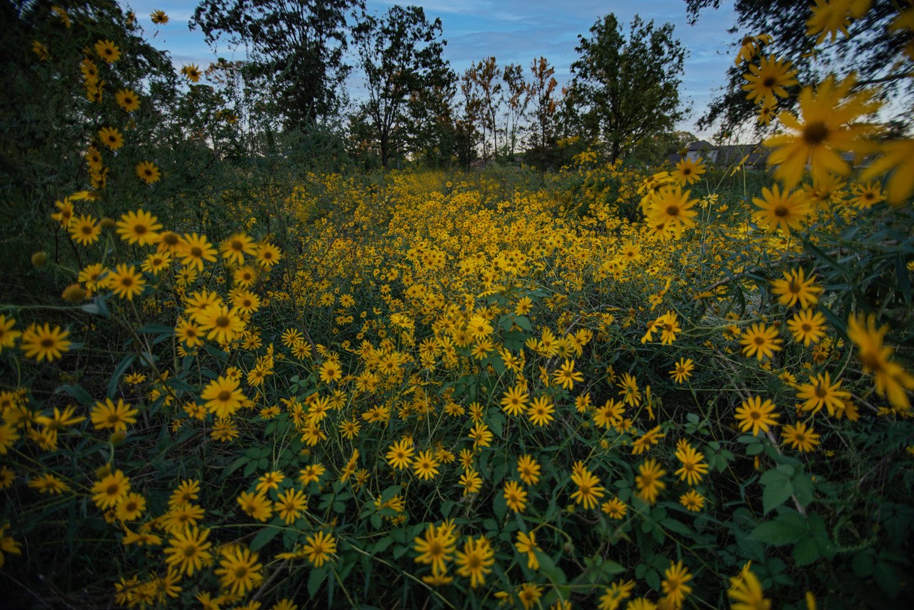 swamp sunflowers in meadow