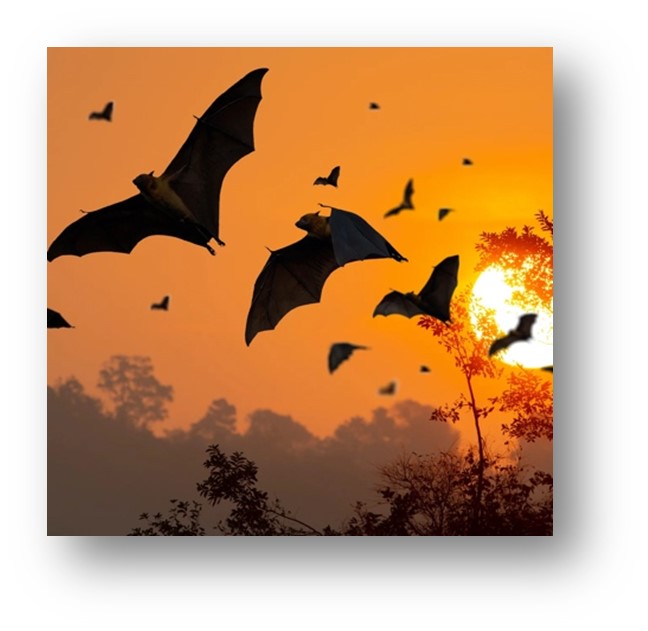 bats flying