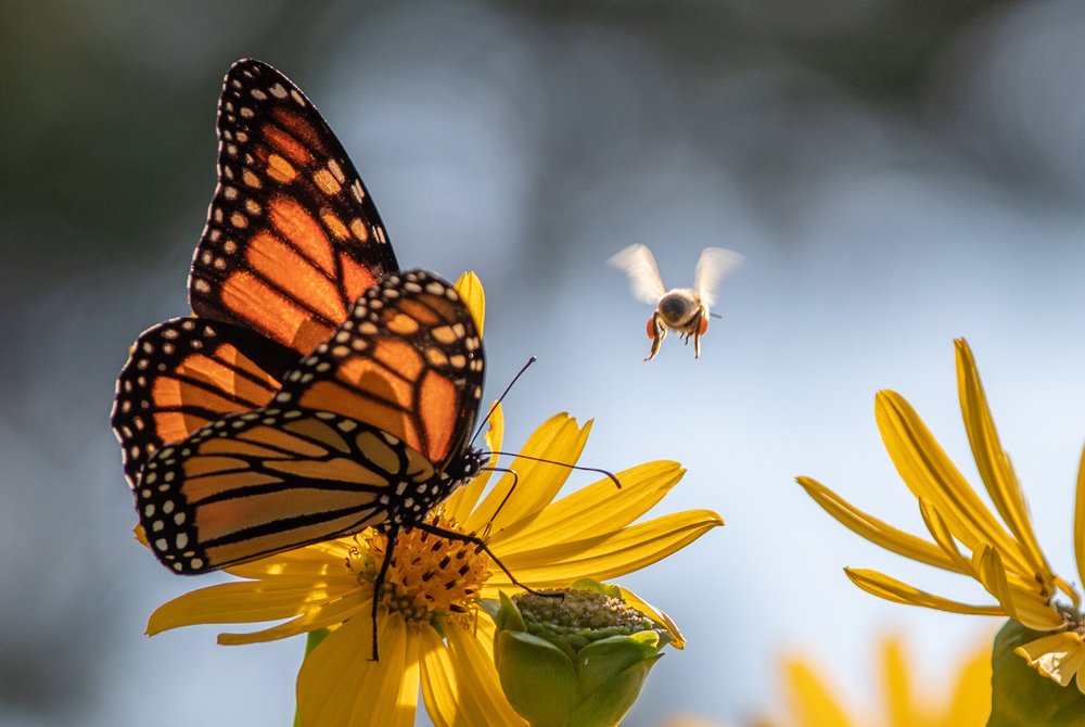 Butterfly and bee on flower