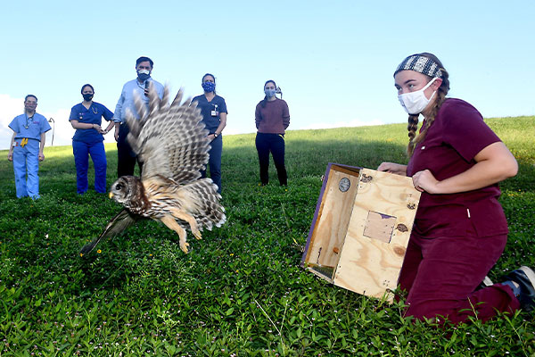 owl release