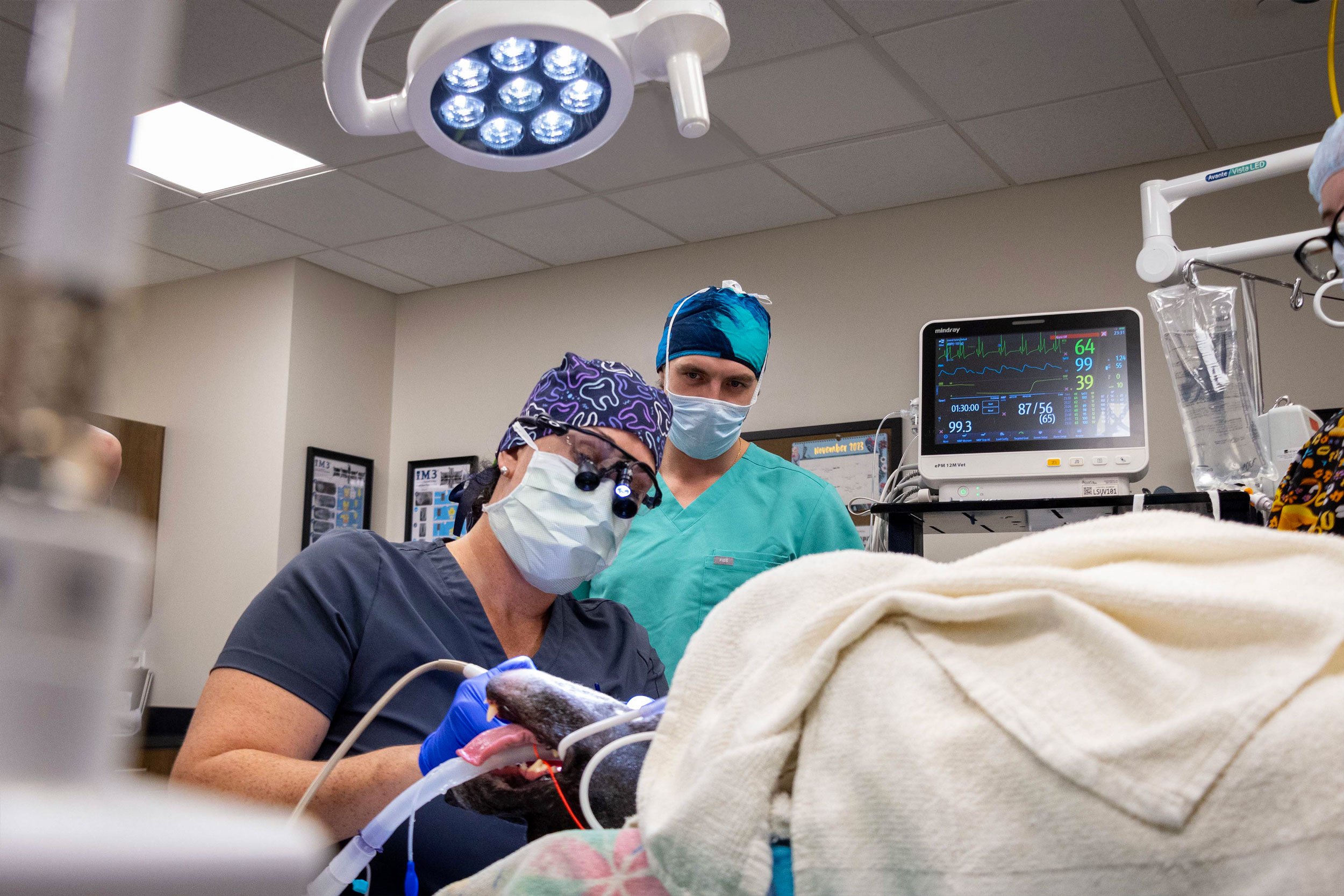 Dr. Blazevich working on a canine patient's teeth