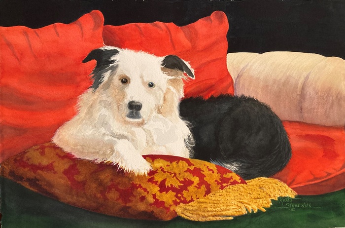 One Blue Eye black and white dog on a red couch